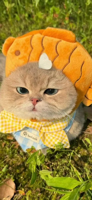 图集｜鲷鱼烧帽橘猫 · 搞怪萌宠特写（8P）-远影归灯