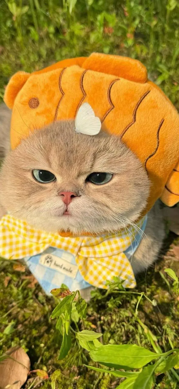 鲷鱼烧帽橘猫 · 搞怪萌宠特写（01）
