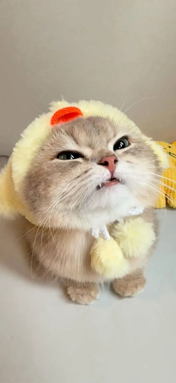 鲷鱼烧帽橘猫 · 搞怪萌宠特写（02）