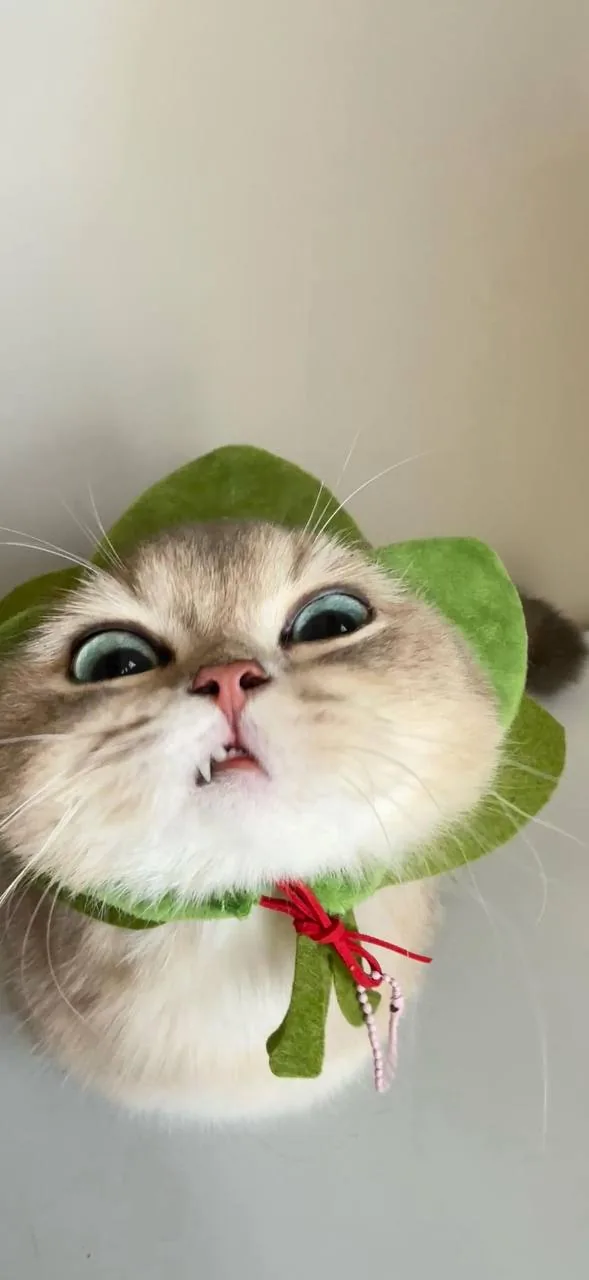 鲷鱼烧帽橘猫 · 搞怪萌宠特写（03）