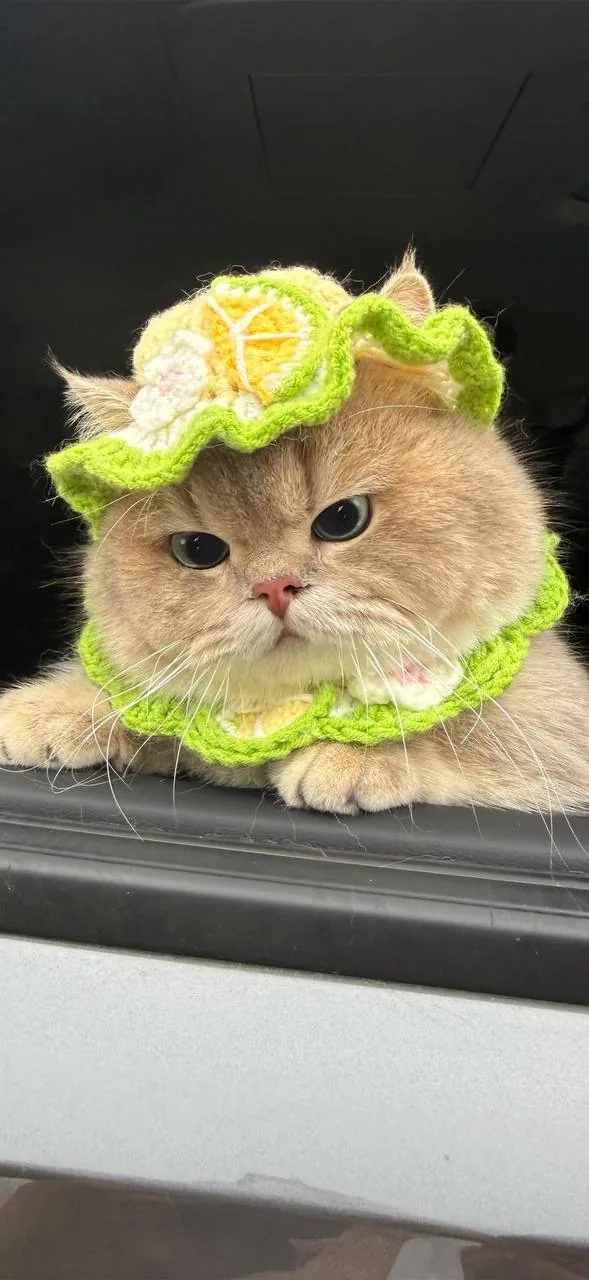鲷鱼烧帽橘猫 · 搞怪萌宠特写（04）