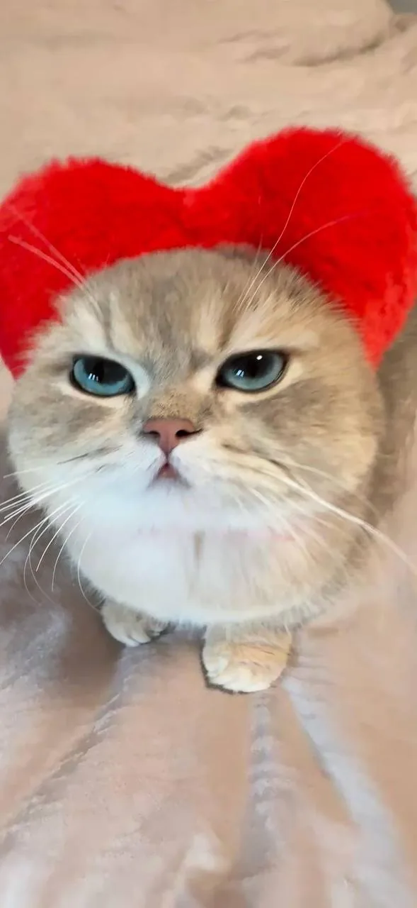 鲷鱼烧帽橘猫 · 搞怪萌宠特写（06）