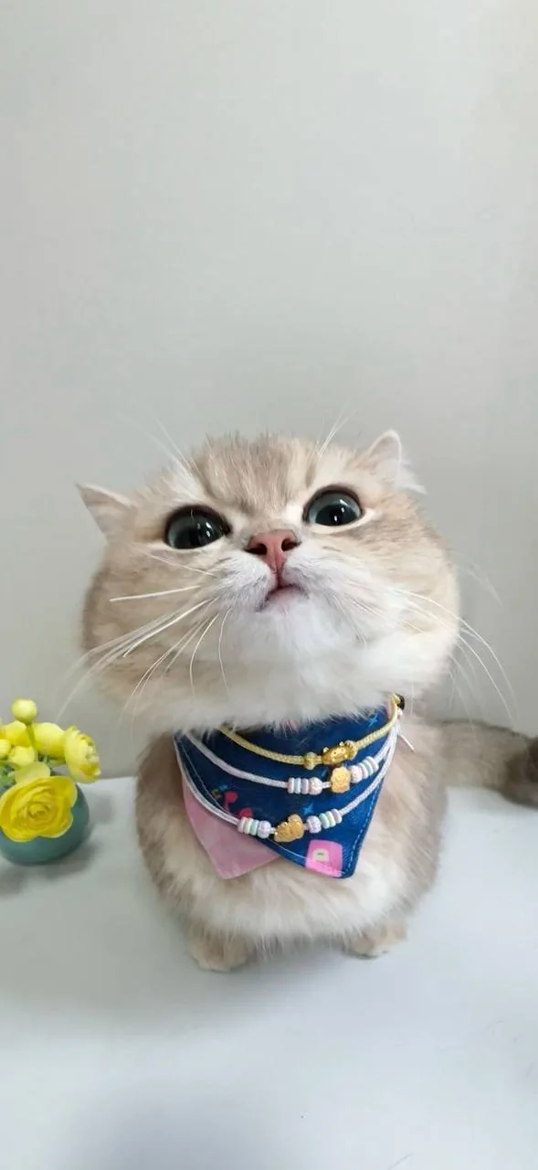 鲷鱼烧帽橘猫 · 搞怪萌宠特写（07）