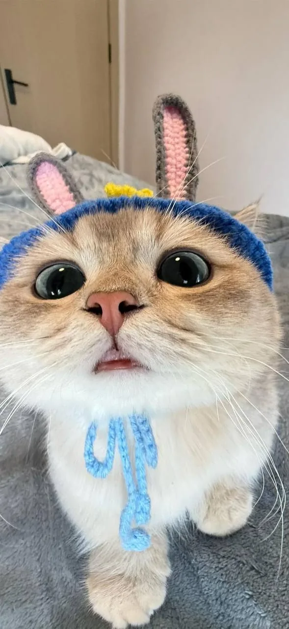 鲷鱼烧帽橘猫 · 搞怪萌宠特写（08）